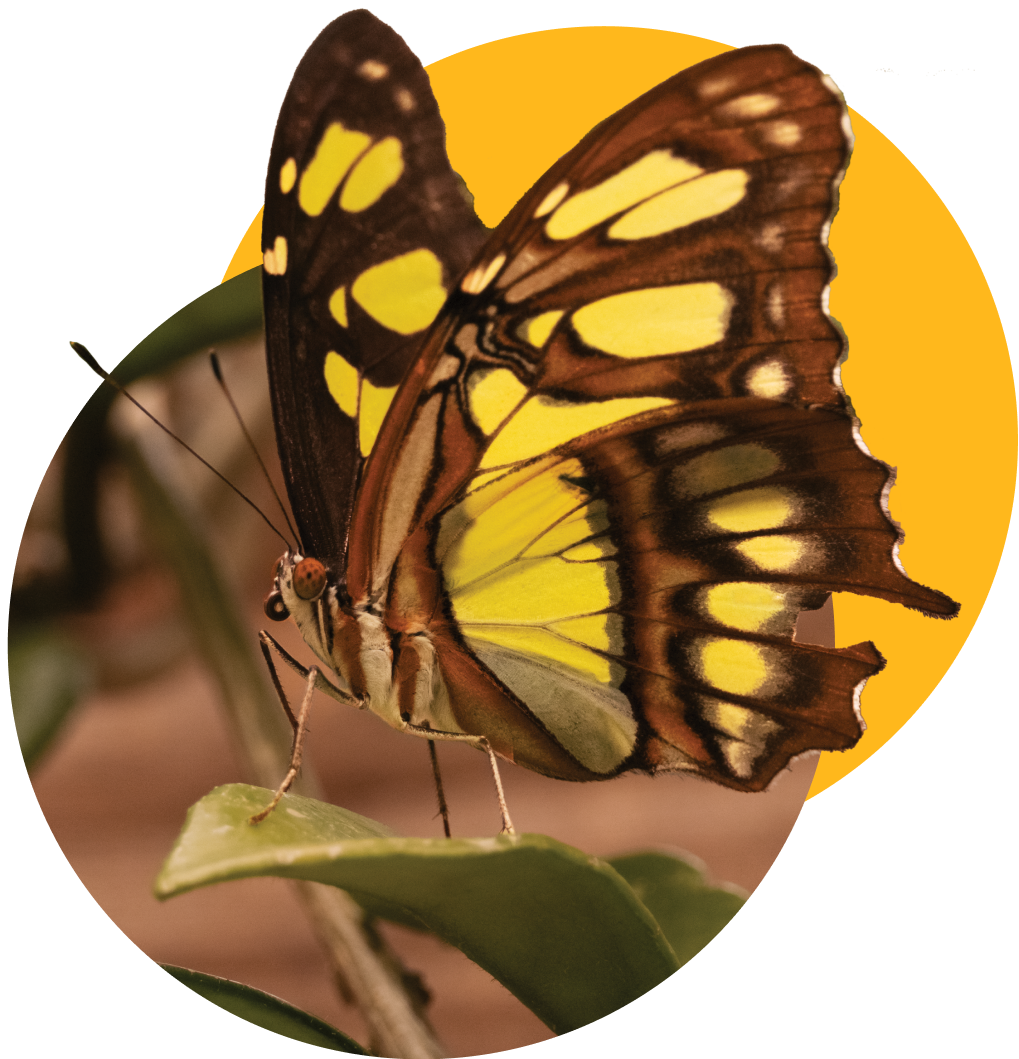 Home Detroit Zoological Society