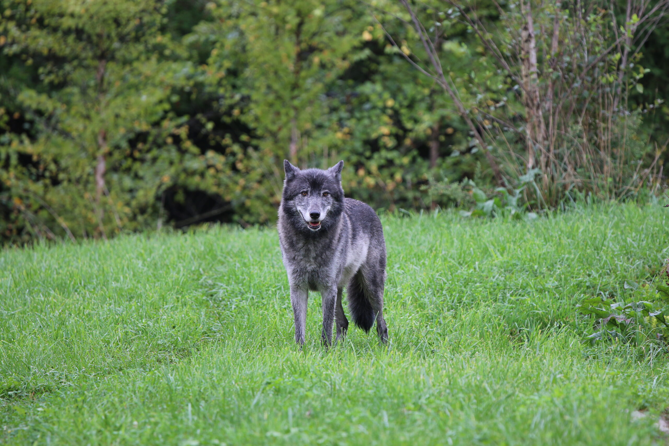 Canine Conservation: Zoo-Park Partnership Helping Wolves on Isle Royale ...