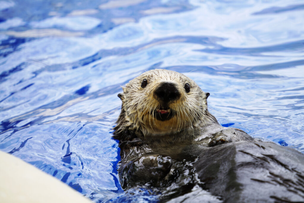 A Golden Girl: 14-Year-Old Sea Otter Finds Home at the Detroit Zoo ...