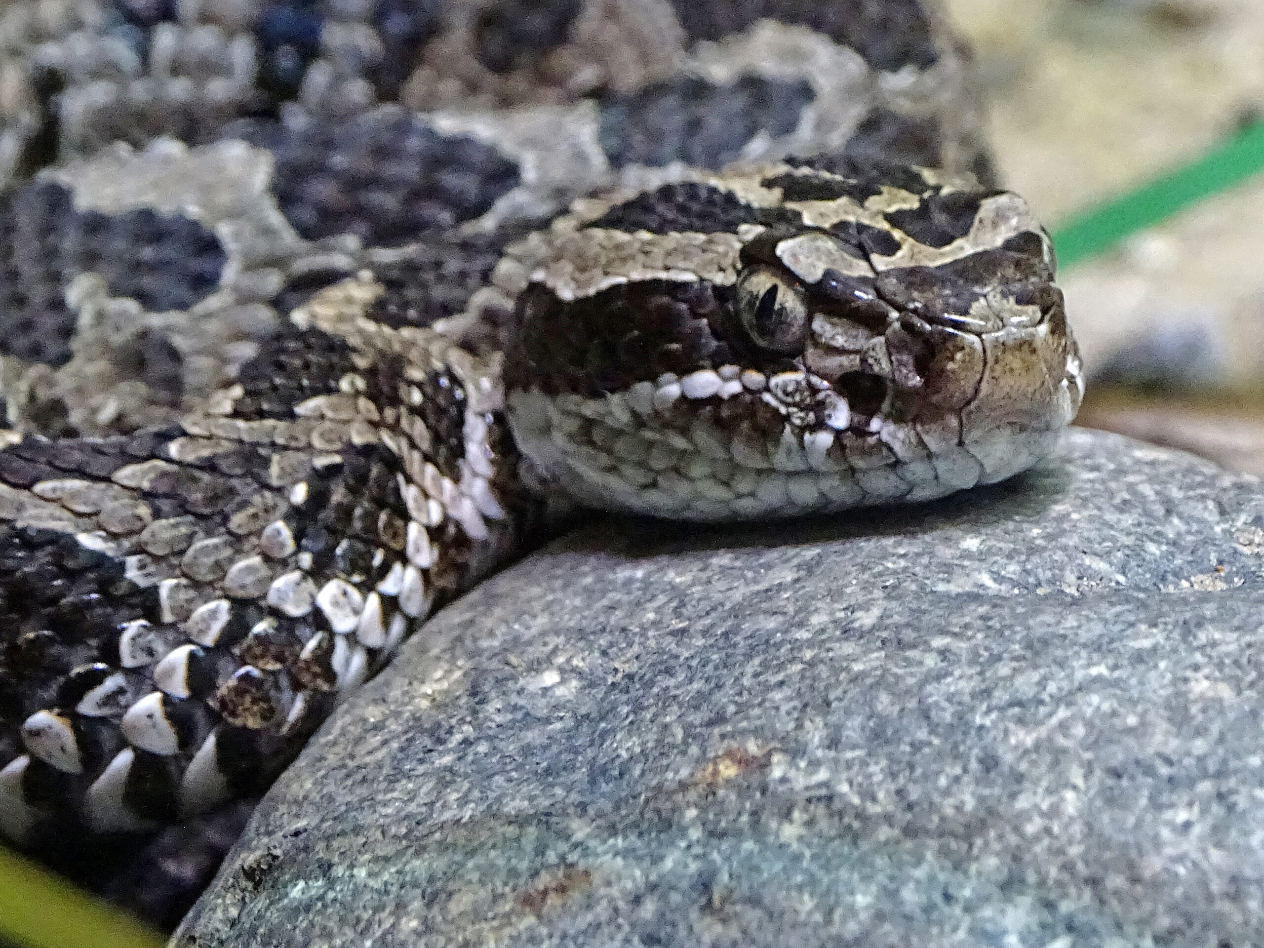 Protecting Ohio'S Wildlife: Massasauga Rattlesnake Habitat Map - i9z29pk