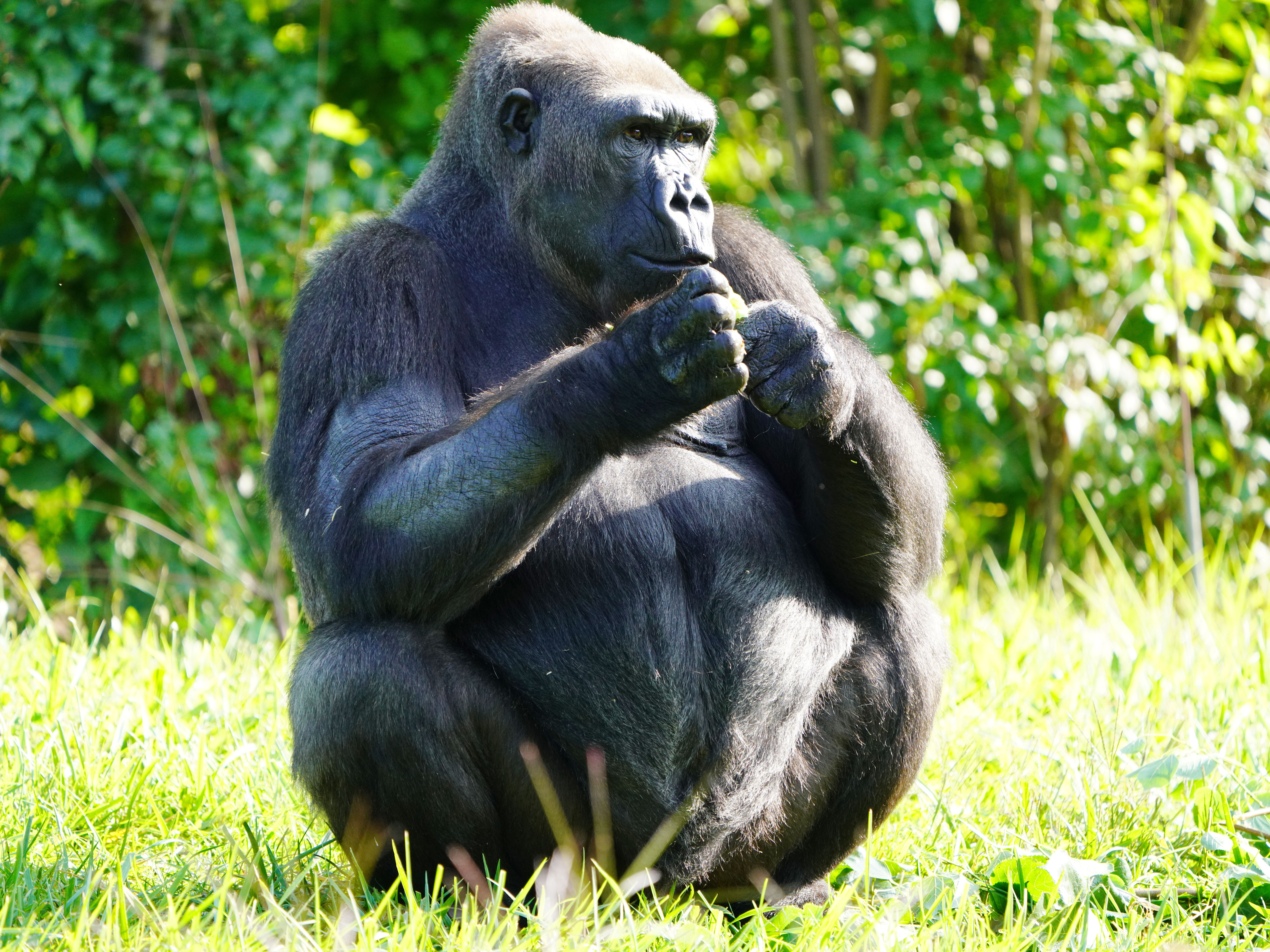 Gorillas on the Line: DZS Wins Number One Spot in North America